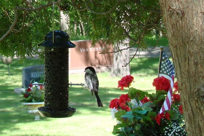 Evergreen Cemetery in Summertime